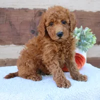 Spike, a male Miniature Goldendoodle for sale in Narvon, PA – 5 of 6