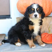 Benny, a male Miniature Bernedoodle for sale in Narvon, PA – 5 of 6