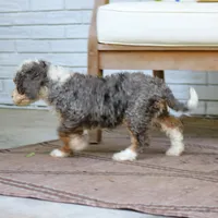 Buddy, a male Bernedoodle for sale in Narvon, PA – 7 of 9