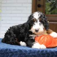 Panda, a male Miniature Bernedoodle for sale in Narvon, PA – 5 of 10