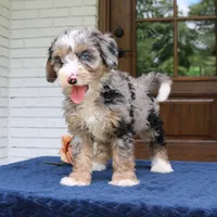 Edgar, a male Miniature Bernedoodle for sale in Narvon, PA – 4 of 5