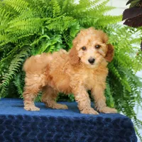 Nash, a male Goldendoodle for sale in Narvon, PA – 6 of 8