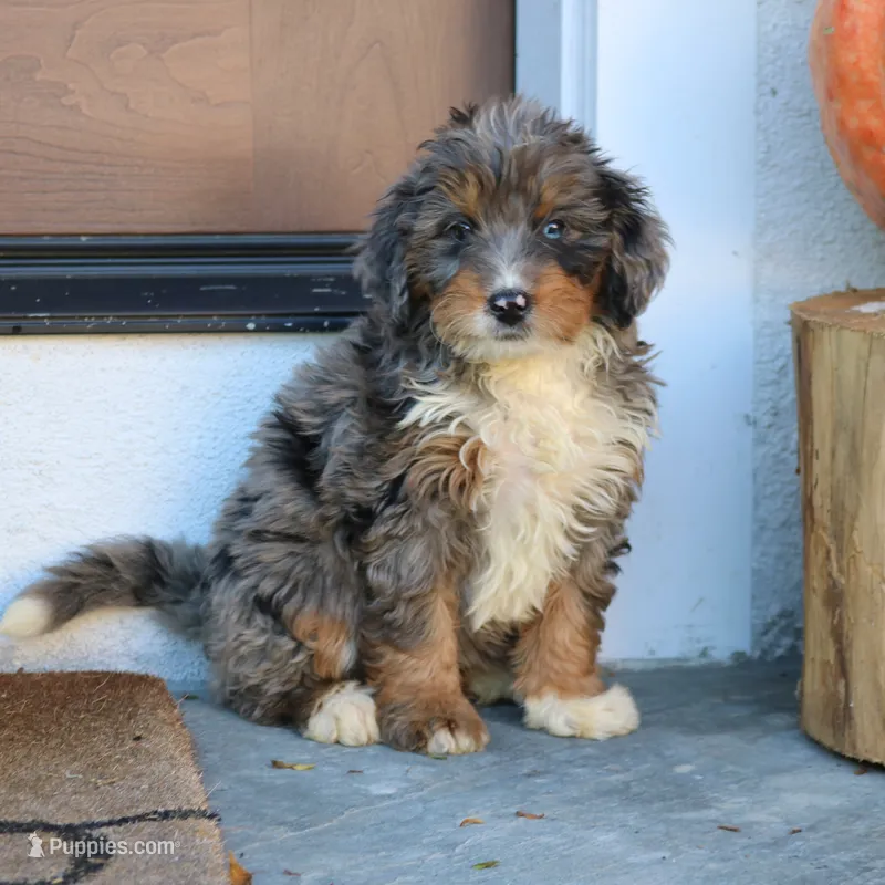 Bubbles – Miniature Bernedoodle puppy for sale in Narvon, PA