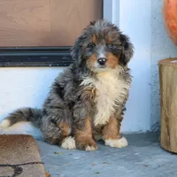 Bubbles, a female Miniature Bernedoodle for sale in Narvon, PA – 1 of 6