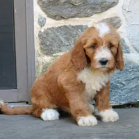 Shadow, a male Goldendoodle for sale in Narvon, PA – 3 of 10