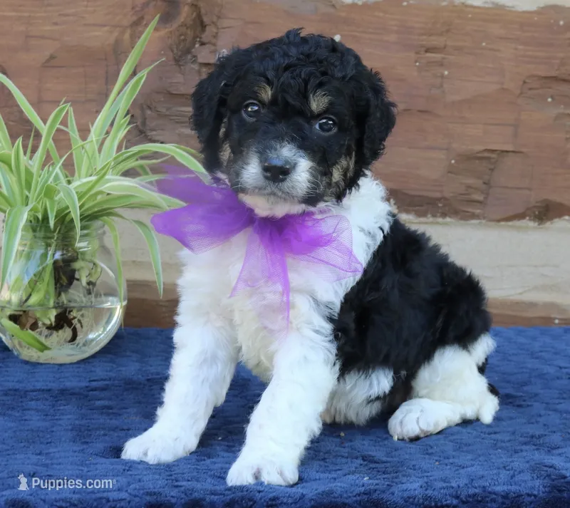 Gracie – Miniature Bernedoodle puppy for sale in Narvon, PA