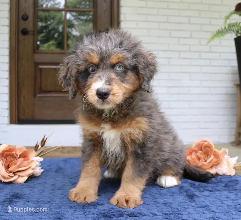 Kenzie – Miniature Bernedoodle puppy for sale in Narvon, PA