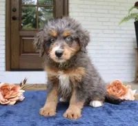 Kenzie, a female Miniature Bernedoodle for sale in Narvon, PA – 1 of 3