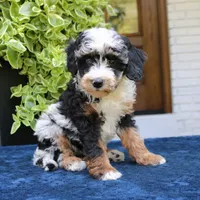 Emma, a female Bernedoodle for sale in Narvon, PA – 3 of 6