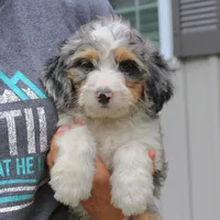 Ranger, a male Bernedoodle for sale in Narvon, PA – 6 of 8