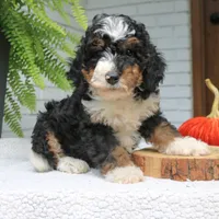 Penny, a female Miniature Bernedoodle for sale in Narvon, PA – 5 of 9