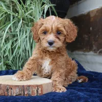 Kylo, a male Cavapoo for sale in Narvon, PA – 5 of 7