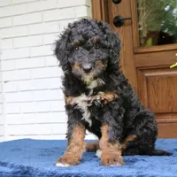 Rover, a male Bernedoodle for sale in Narvon, PA – 4 of 6