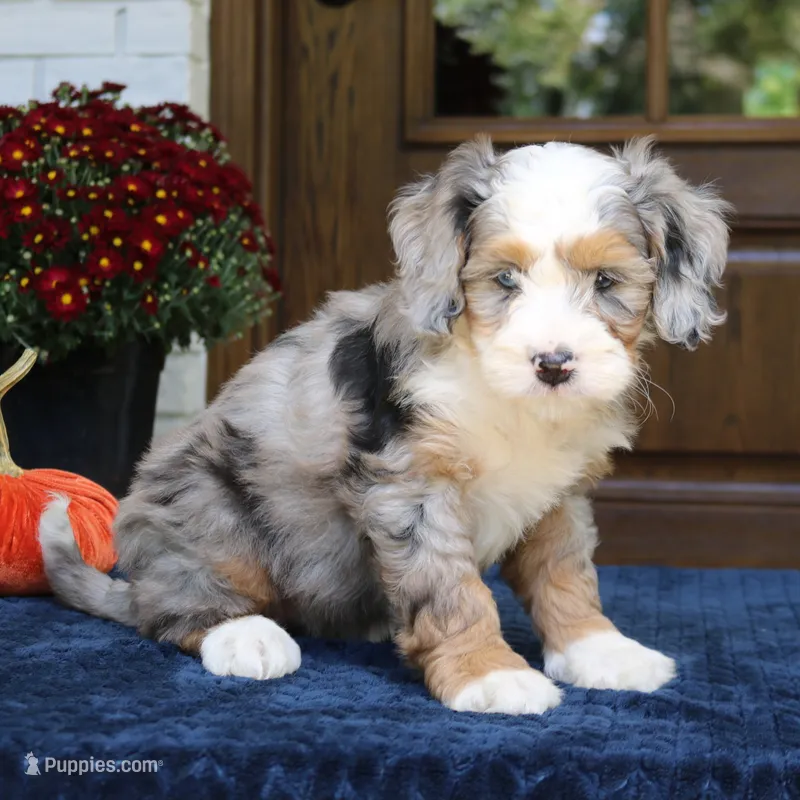 Gemma – Bernedoodle puppy for sale in Narvon, PA