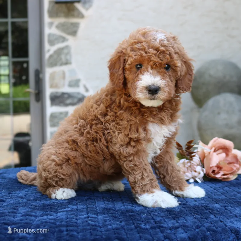 Dakota – Goldendoodle puppy for sale in Narvon, PA