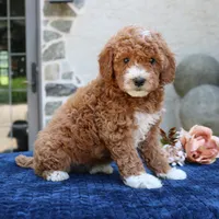 Dakota, a female Goldendoodle for sale in Narvon, PA – 1 of 5