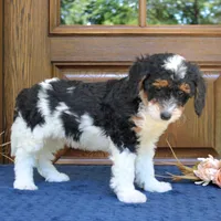 Phoenix, a male Bernedoodle for sale in Narvon, PA – 7 of 7