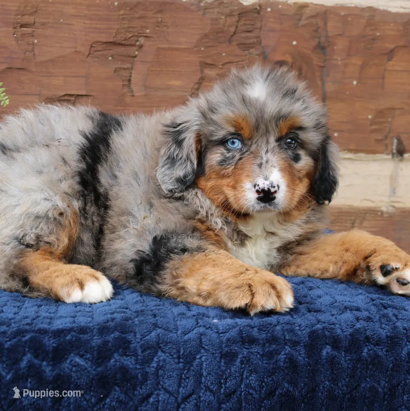 Cassie – Bernedoodle puppy for sale in Narvon, PA