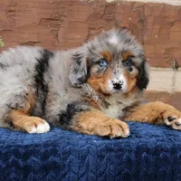 Cassie, a female Bernedoodle for sale in Narvon, PA – 1 of 4