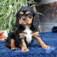 Jalena, a female Cavalier King Charles Spaniel for sale in Narvon, PA – 2 of 9