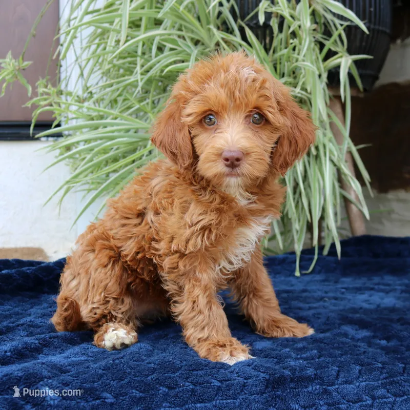 Harper – Goldendoodle puppy for sale in Narvon, PA