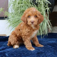 Harper, a female Goldendoodle for sale in Narvon, PA – 1 of 5