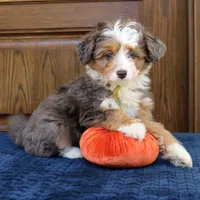 Scout, a male Miniature Bernedoodle for sale in Narvon, PA – 8 of 8