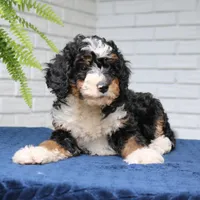 Penny, a female Miniature Bernedoodle for sale in Narvon, PA – 6 of 9