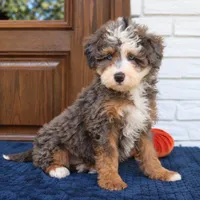 Smokey, a male Miniature Bernedoodle for sale in Narvon, PA – 2 of 6