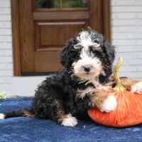 Paisley, a female Miniature Bernedoodle for sale in Narvon, PA – 3 of 6