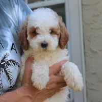 Dora, a female Goldendoodle for sale in Narvon, PA – 2 of 5