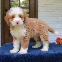 Baxter, a male Bernedoodle for sale in Narvon, PA – 6 of 10