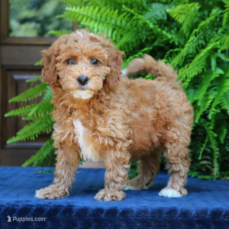 Nelly – Goldendoodle puppy for sale in Narvon, PA