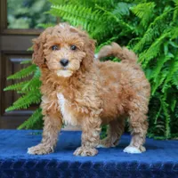 Nelly, a female Goldendoodle for sale in Narvon, PA – 1 of 9