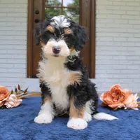 Earl, a male Miniature Bernedoodle for sale in Narvon, PA – 5 of 6