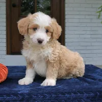 Moose, a male Miniature Bernedoodle for sale in Narvon, PA – 4 of 8