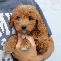 Legend, a male Miniature Goldendoodle for sale in Narvon, PA – 7 of 7