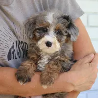 Simba, a male Miniature Bernedoodle for sale in Narvon, PA – 3 of 7