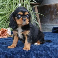 Jalena, a female Cavalier King Charles Spaniel for sale in Narvon, PA – 7 of 9