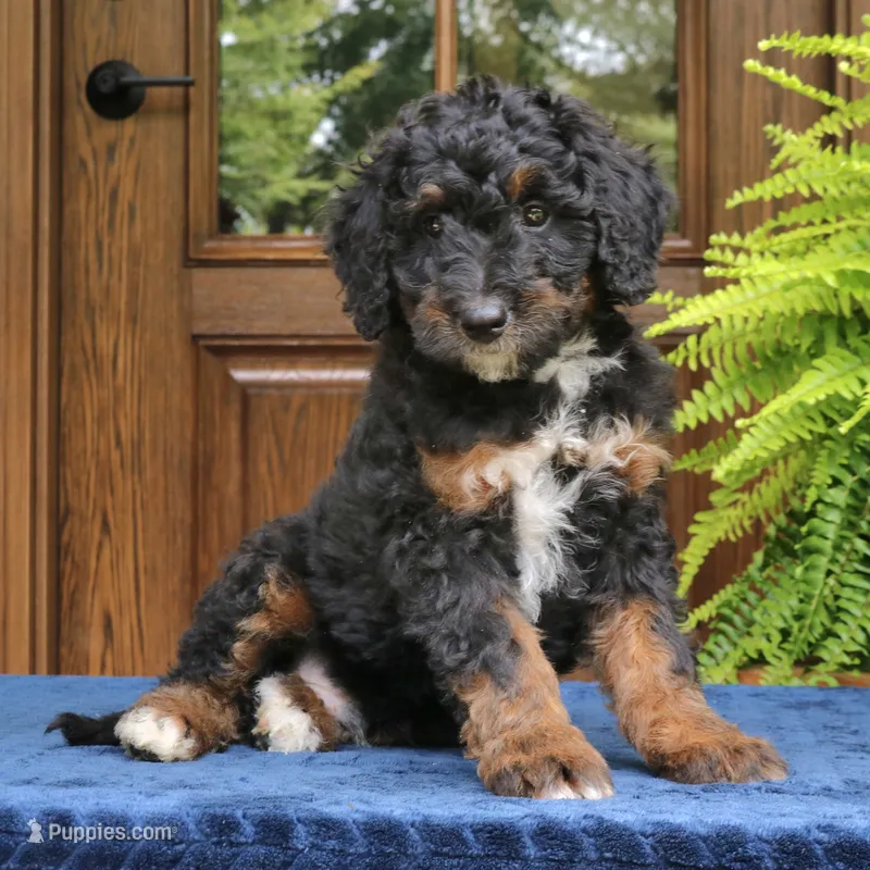 Rover – Bernedoodle puppy for sale in Narvon, PA