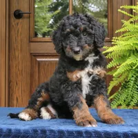Rover, a male Bernedoodle for sale in Narvon, PA – 1 of 6