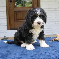 Denver, a male Bernedoodle for sale in Narvon, PA – 5 of 6