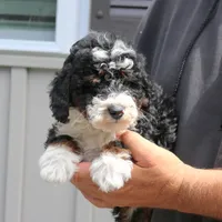 Piper, a male Miniature Bernedoodle for sale in Narvon, PA – 6 of 7