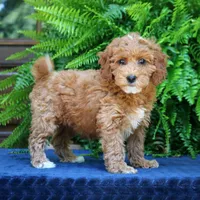 Nelly, a female Goldendoodle for sale in Narvon, PA – 4 of 9