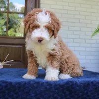 Bella, a female Bernedoodle for sale in Narvon, PA – 5 of 9