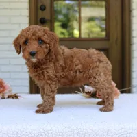 Joy, a female Cavapoo for sale in Narvon, PA – 6 of 6