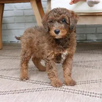 Max, a male Bernedoodle for sale in Narvon, PA – 7 of 8