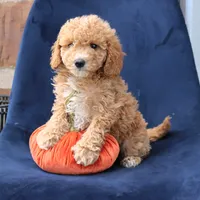 Layla, a female Miniature Goldendoodle for sale in Narvon, PA – 2 of 6