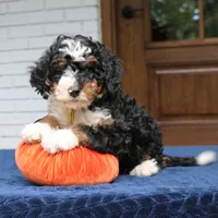 Penny, a female Miniature Bernedoodle for sale in Narvon, PA – 9 of 9