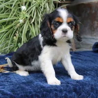 Java, a female Cavalier King Charles Spaniel for sale in Narvon, PA – 3 of 9